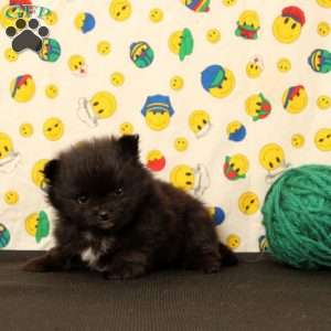 Dorman, Pomeranian Puppy